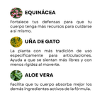 Kit Articulaciones