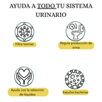 Kit Urinario